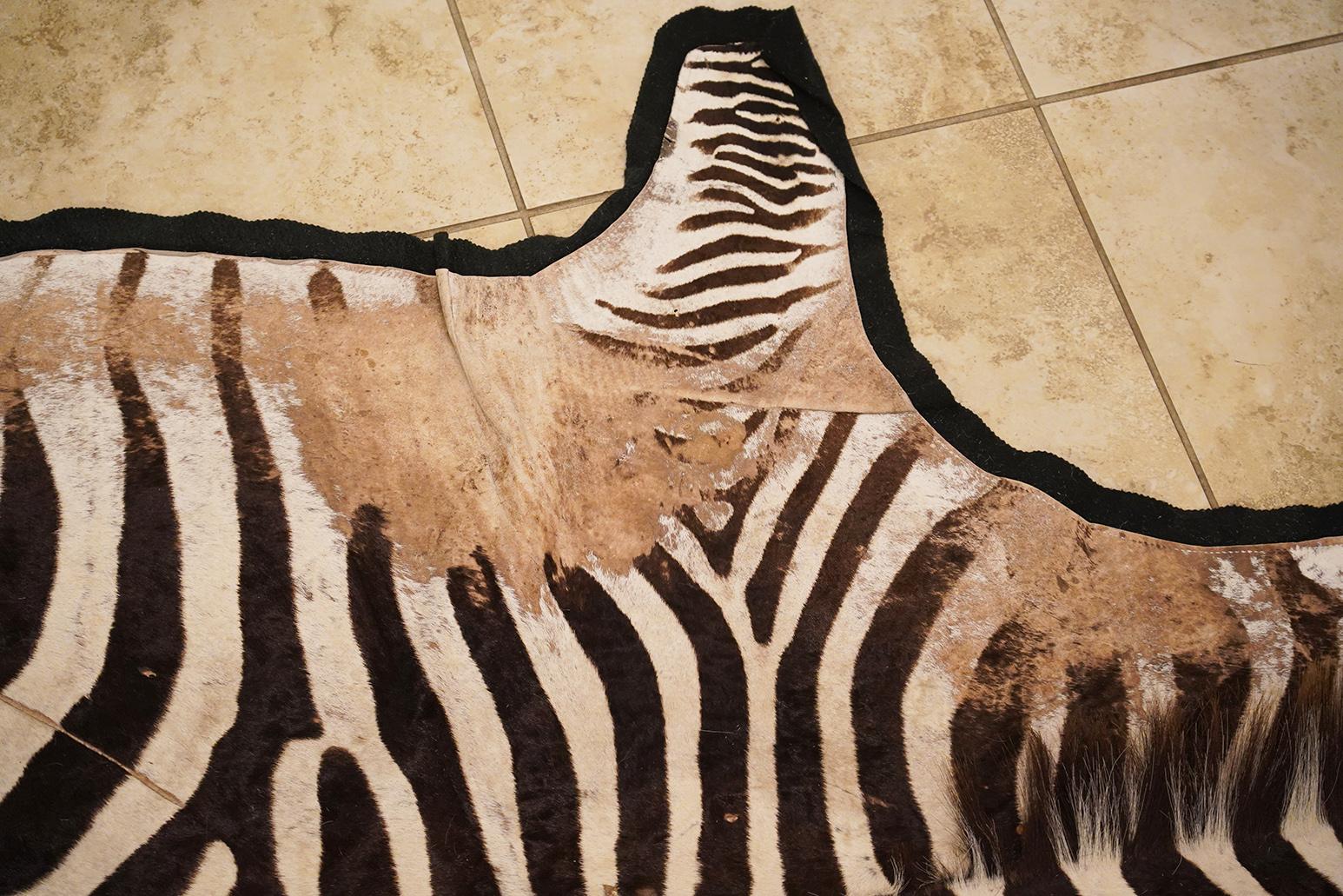 African Genuine Extra Large Burchell Zebra Skin with Black Felt Lining as a Rug