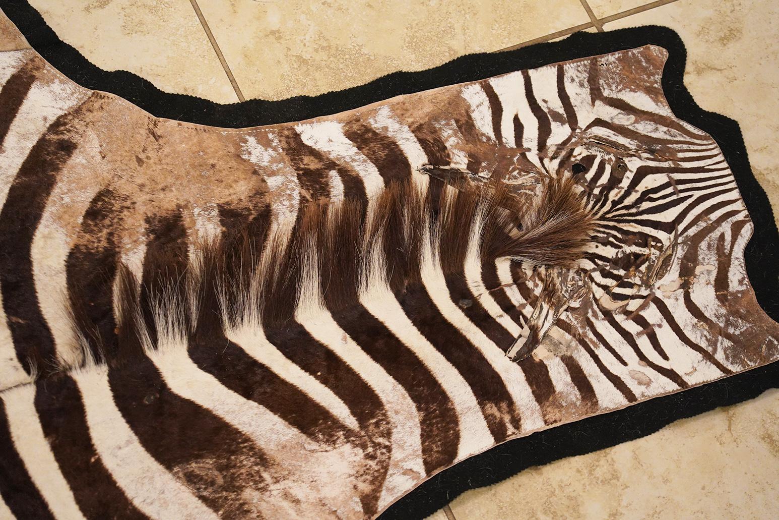 Genuine Extra Large Burchell Zebra Skin with Black Felt Lining as a Rug In Good Condition In Ft. Lauderdale, FL