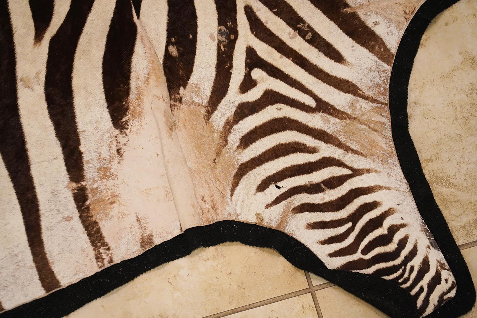20th Century Genuine Extra Large Burchell Zebra Skin with Black Felt Lining as a Rug