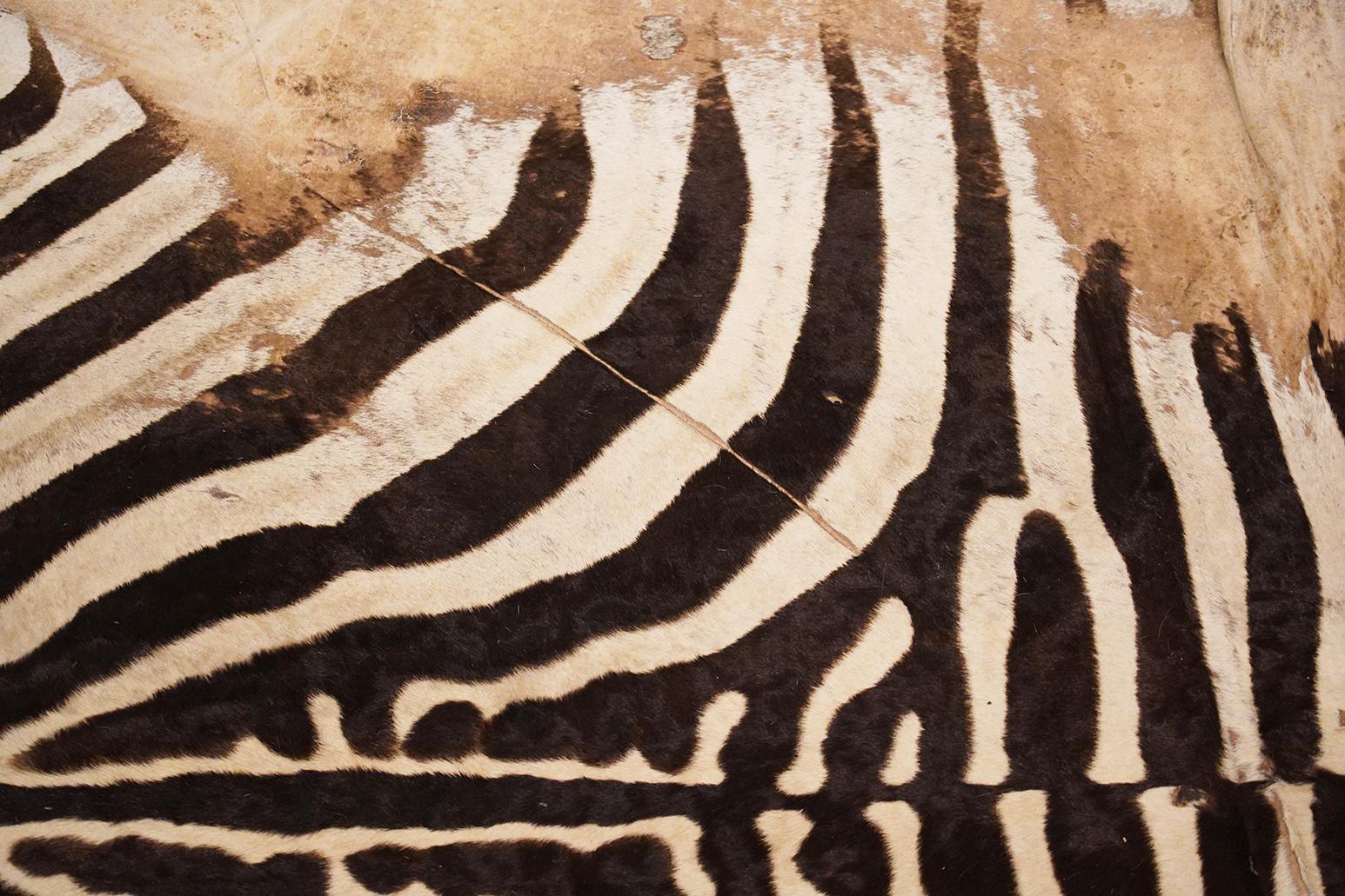 Zebra Hide Genuine Extra Large Burchell Zebra Skin with Black Felt Lining as a Rug