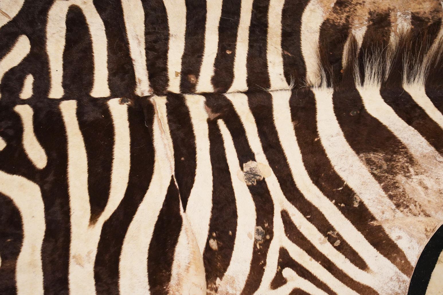 Genuine Extra Large Burchell Zebra Skin with Black Felt Lining as a Rug 1