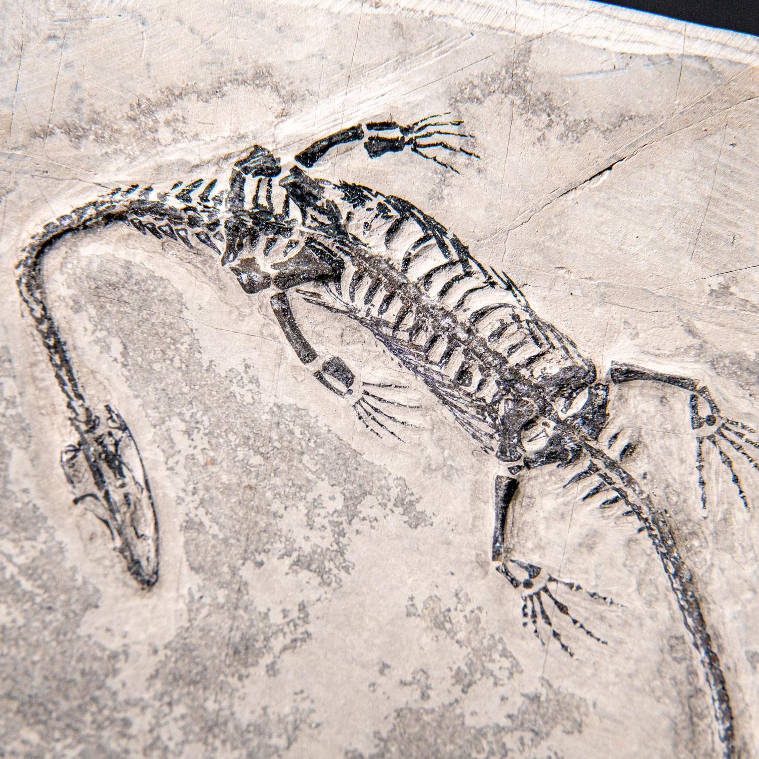 Véritable Keichousaurus fossilisé dans une Matrix (212.3 grammes) en vente 4