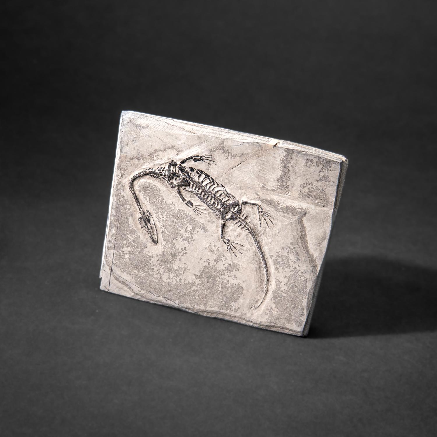 Véritable Keichousaurus fossilisé dans une Matrix (212.3 grammes) en vente 5
