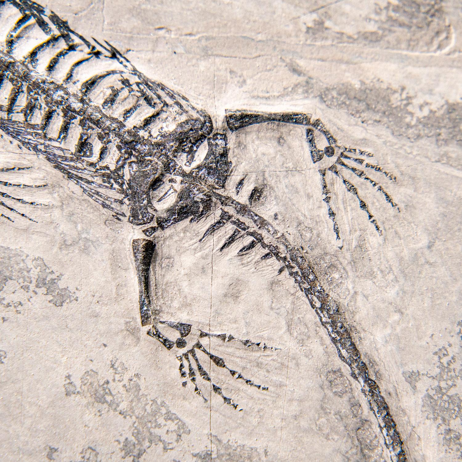 Il s'agit d'un bel exemple de reptile semi-aquatique du Trias de Chine connu sous le nom de Keichousaurus hui. Les Keichosaures appartenaient à la famille des Pachypleurisauridés et, à ce titre, étaient apparentés à leurs contemporains les