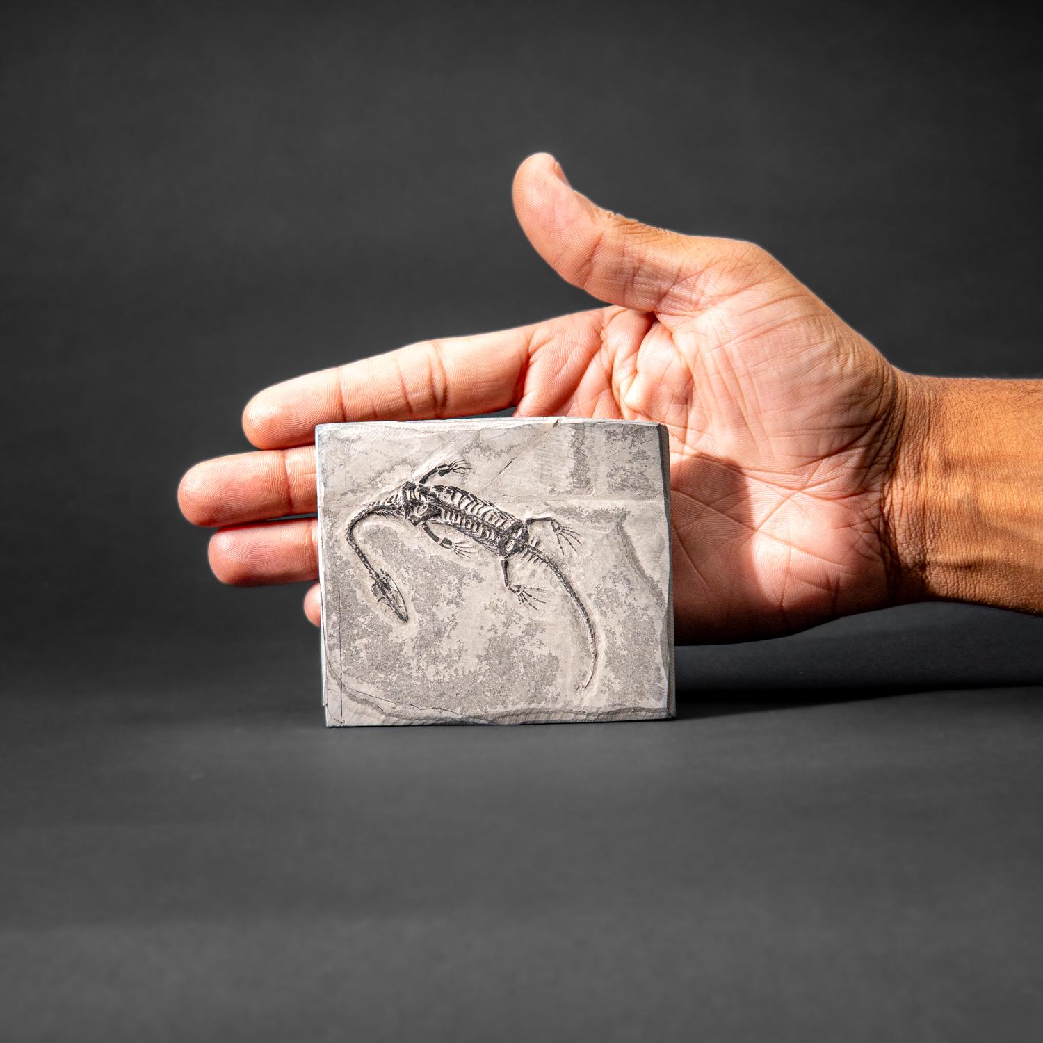 Chinois Véritable Keichousaurus fossilisé dans une Matrix (212.3 grammes) en vente