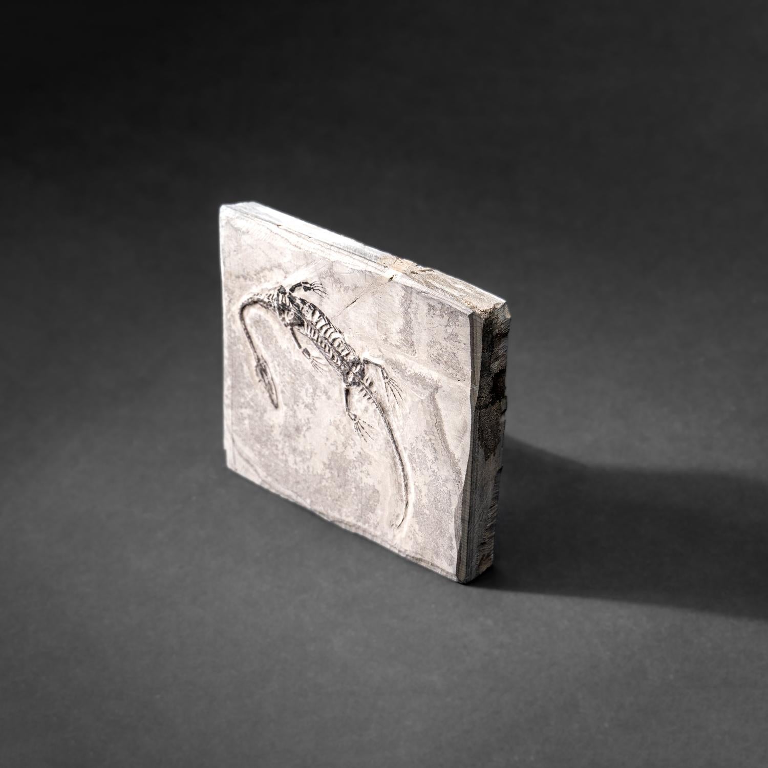 Véritable Keichousaurus fossilisé dans une Matrix (212.3 grammes) Excellent état - En vente à New York, NY