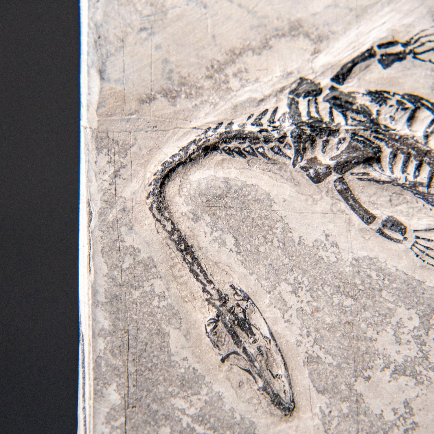 XVIIIe siècle et antérieur Véritable Keichousaurus fossilisé dans une Matrix (212.3 grammes) en vente