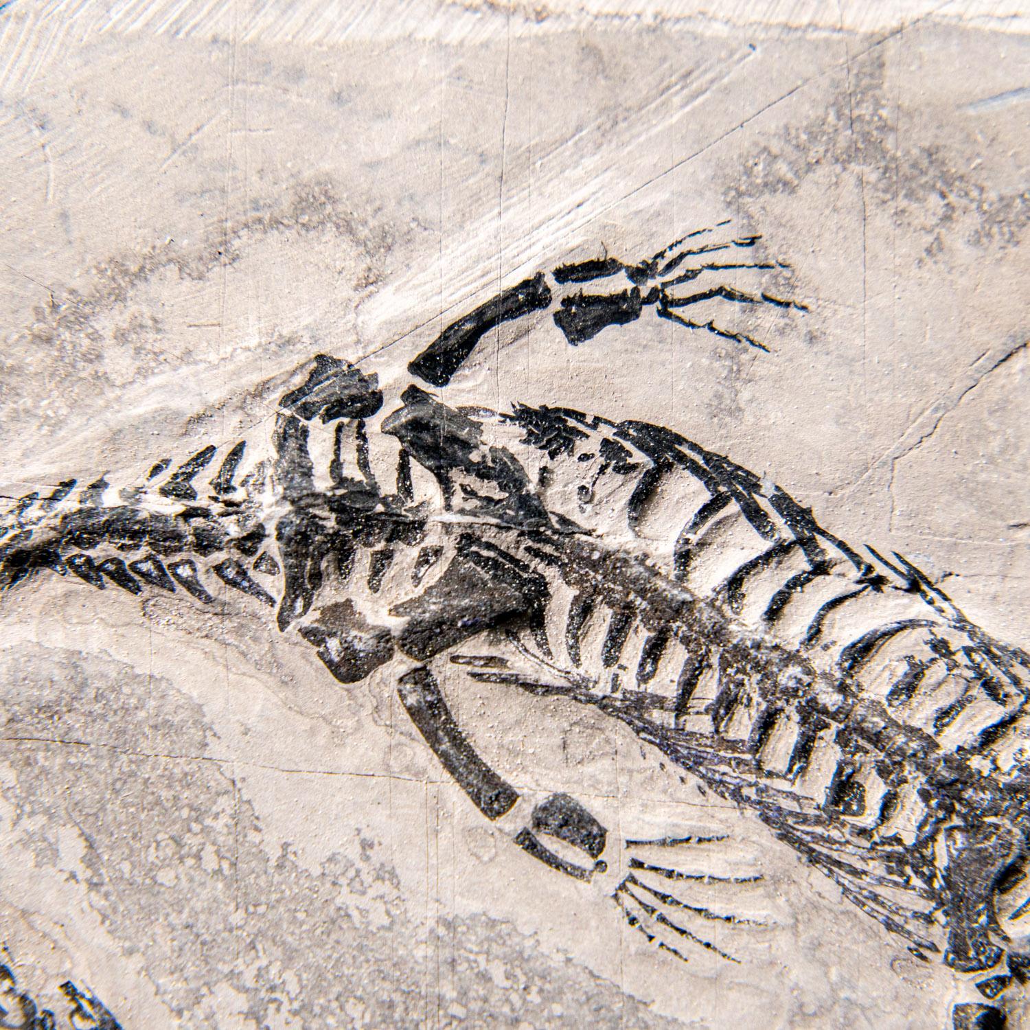 Véritable Keichousaurus fossilisé dans une Matrix (212.3 grammes) en vente 2