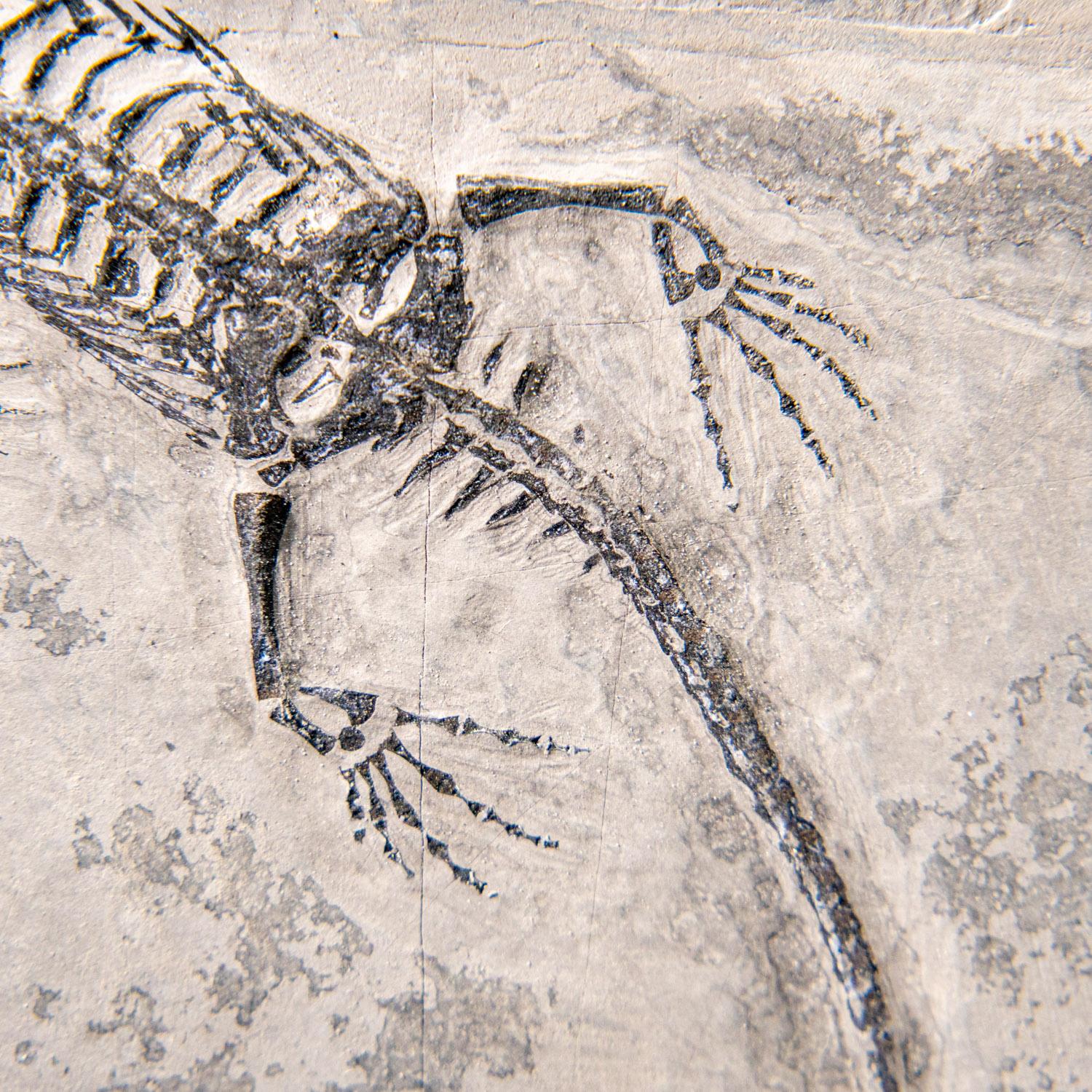 Véritable Keichousaurus fossilisé dans une Matrix (212.3 grammes) en vente 3