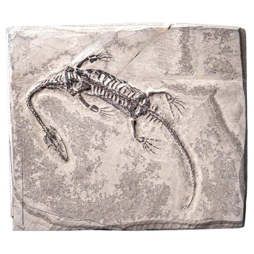 Véritable Keichousaurus fossilisé dans une Matrix (212.3 grammes)