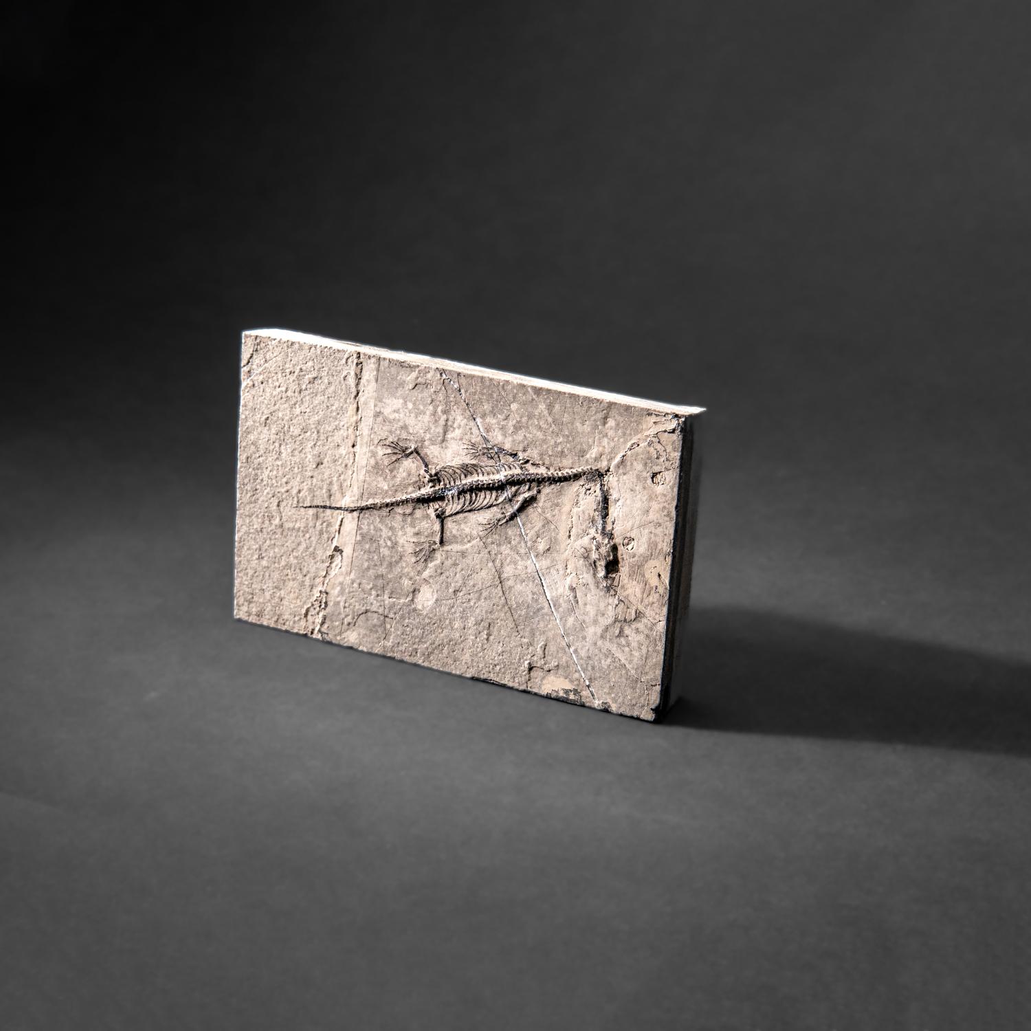 Véritable Keichousaurus fossilisé dans une Matrix (513.4 grammes) en vente 4