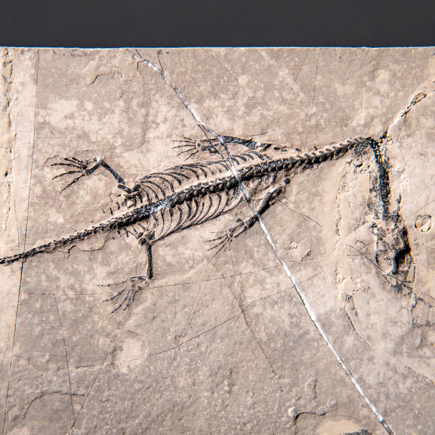 Il s'agit d'un bel exemple de reptile semi-aquatique du Trias de Chine connu sous le nom de Keichousaurus hui. Les Keichosaures appartenaient à la famille des Pachypleurisauridés et, à ce titre, étaient apparentés à leurs contemporains les