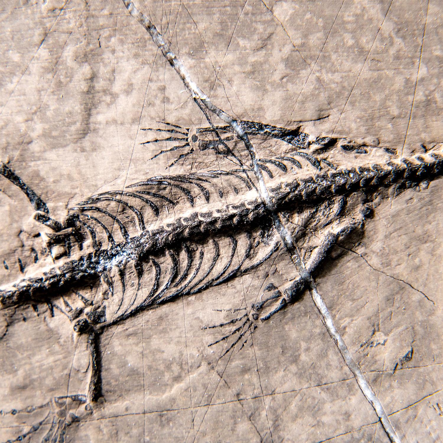 Chinois Véritable Keichousaurus fossilisé dans une Matrix (513.4 grammes) en vente