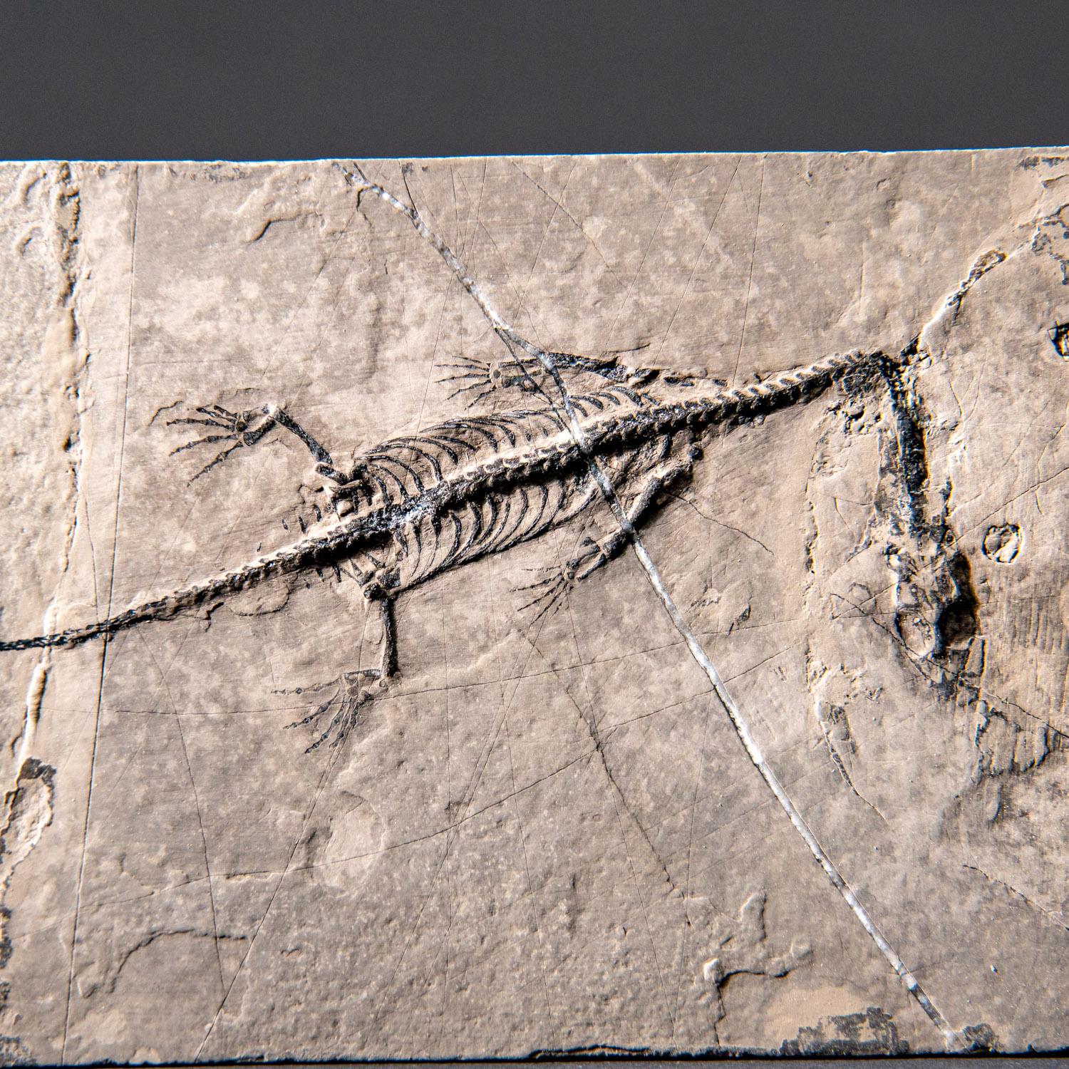 Autre Véritable Keichousaurus fossilisé dans une Matrix (513.4 grammes) en vente