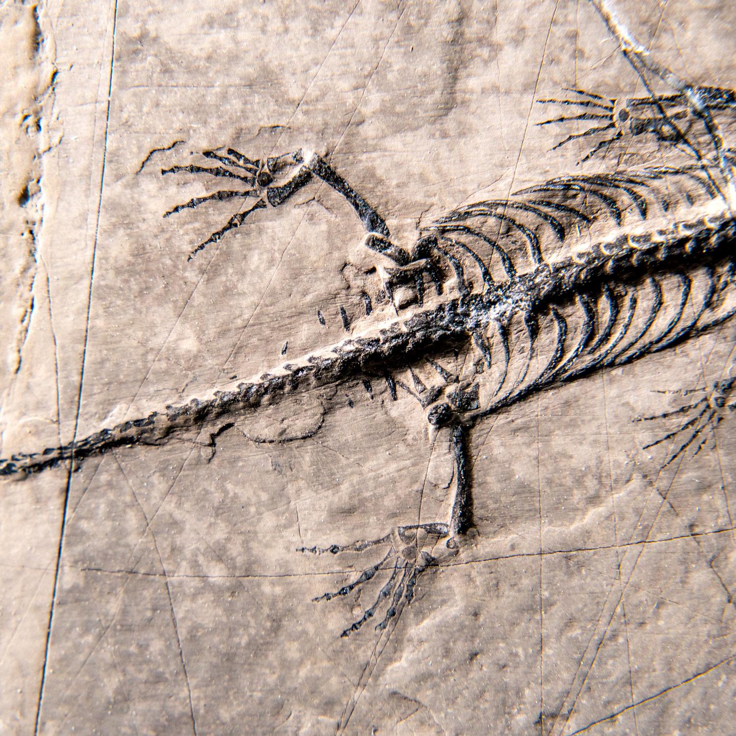 Véritable Keichousaurus fossilisé dans une Matrix (513.4 grammes) en vente 2