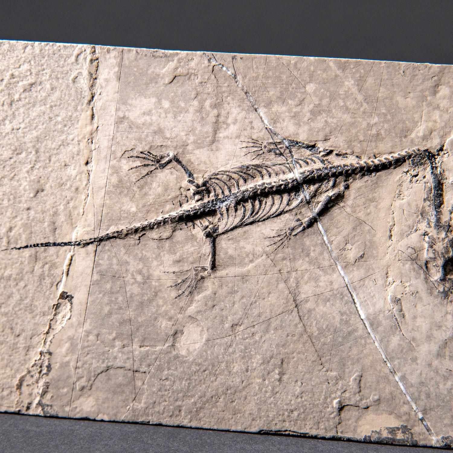 Véritable Keichousaurus fossilisé dans une Matrix (513.4 grammes) en vente 3