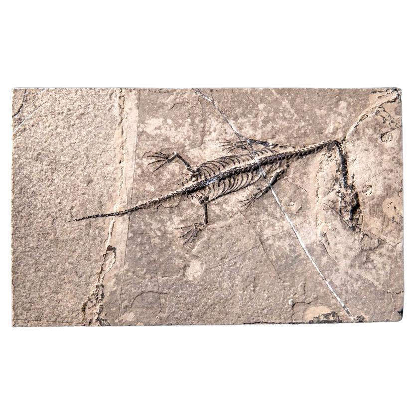 Véritable Keichousaurus fossilisé dans une Matrix (513.4 grammes) en vente
