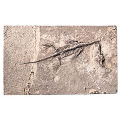 Véritable Keichousaurus fossilisé dans une Matrix (513.4 grammes)