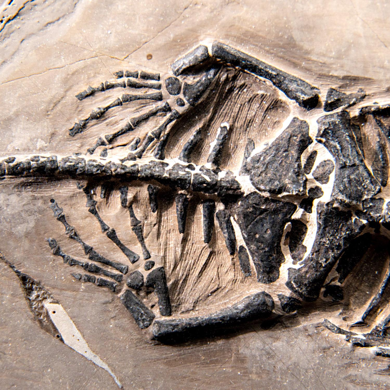 Véritable Keichousaurus fossilisé dans une Matrix (527.8 grammes) en vente 4