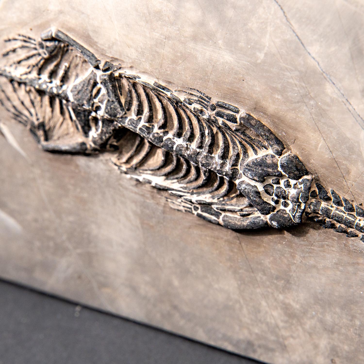 Véritable Keichousaurus fossilisé dans une Matrix (527.8 grammes) en vente 5