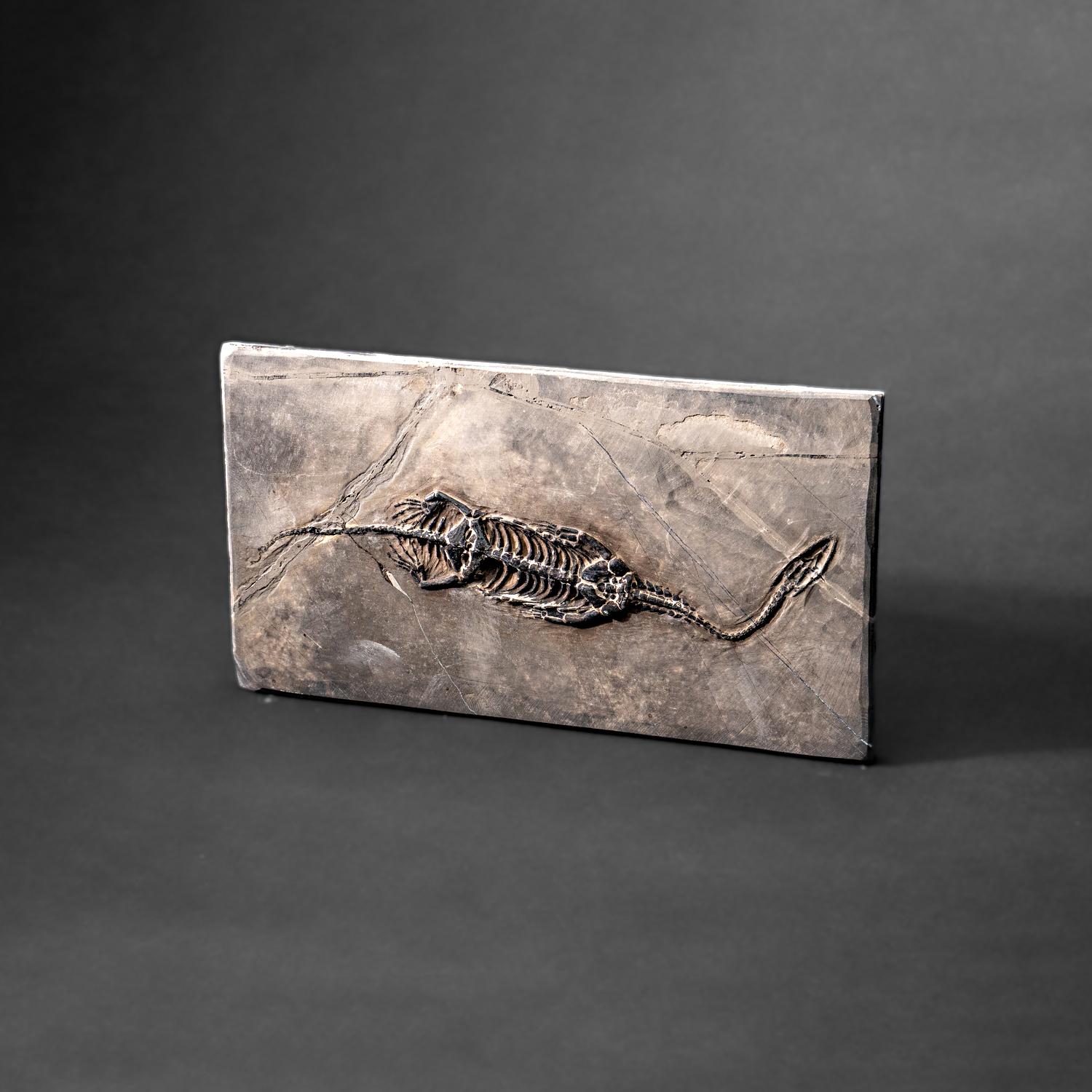 Véritable Keichousaurus fossilisé dans une Matrix (527.8 grammes) en vente 6