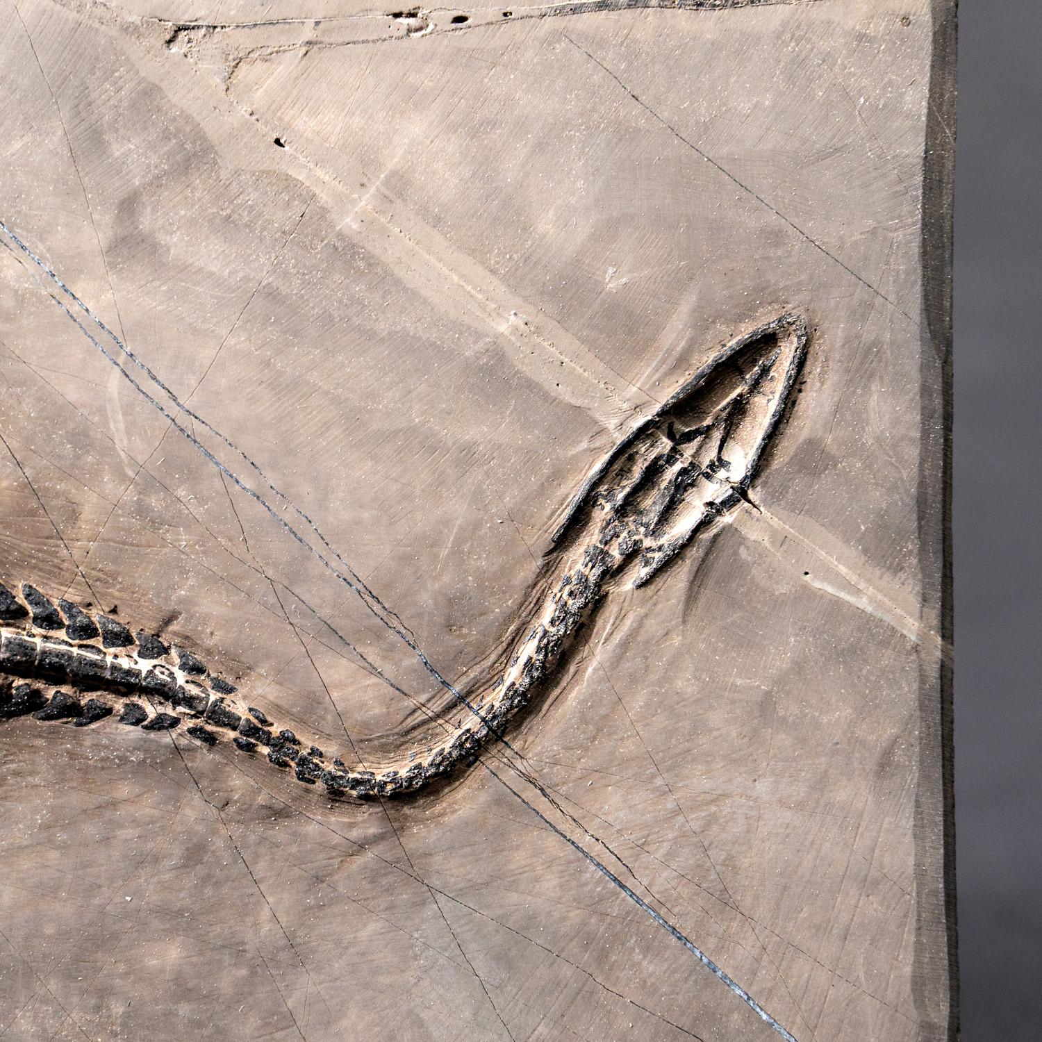 Il s'agit d'un bel exemple de reptile semi-aquatique du Trias de Chine connu sous le nom de Keichousaurus hui. Les Keichosaures appartenaient à la famille des Pachypleurisauridés et, à ce titre, étaient apparentés à leurs contemporains les