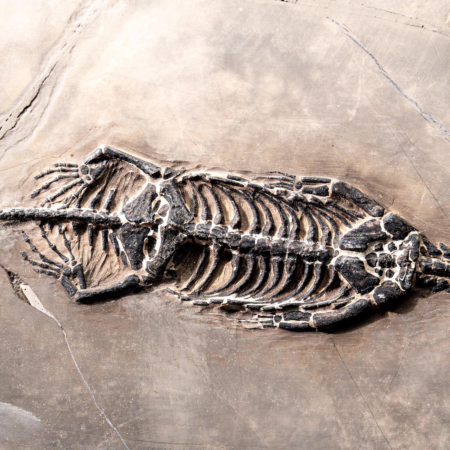 Chinois Véritable Keichousaurus fossilisé dans une Matrix (527.8 grammes) en vente