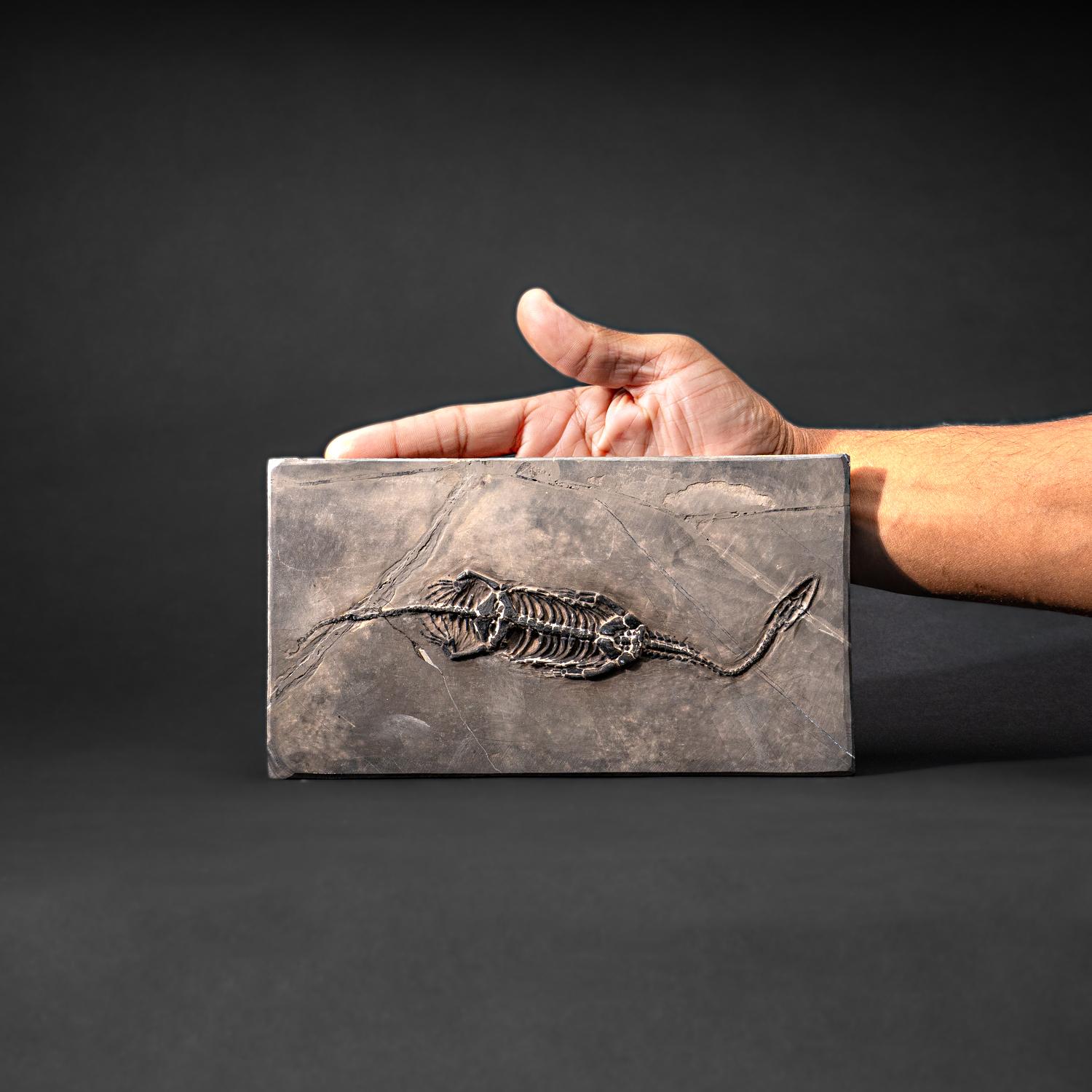 Véritable Keichousaurus fossilisé dans une Matrix (527.8 grammes) Excellent état - En vente à New York, NY