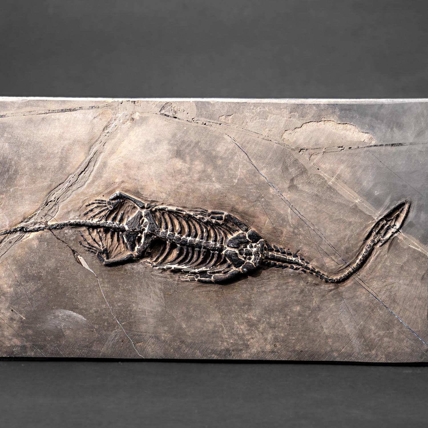 XVIIIe siècle et antérieur Véritable Keichousaurus fossilisé dans une Matrix (527.8 grammes) en vente