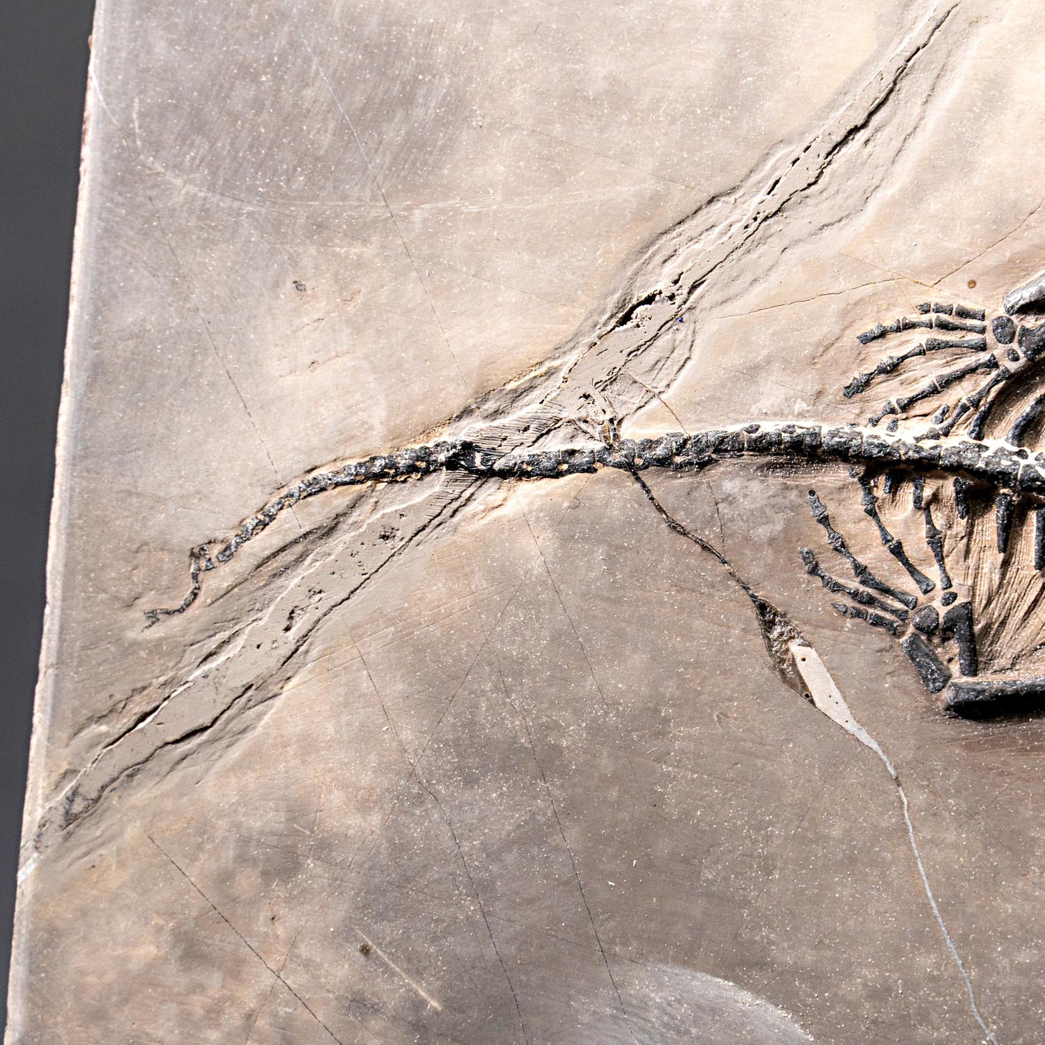 Autre Véritable Keichousaurus fossilisé dans une Matrix (527.8 grammes) en vente
