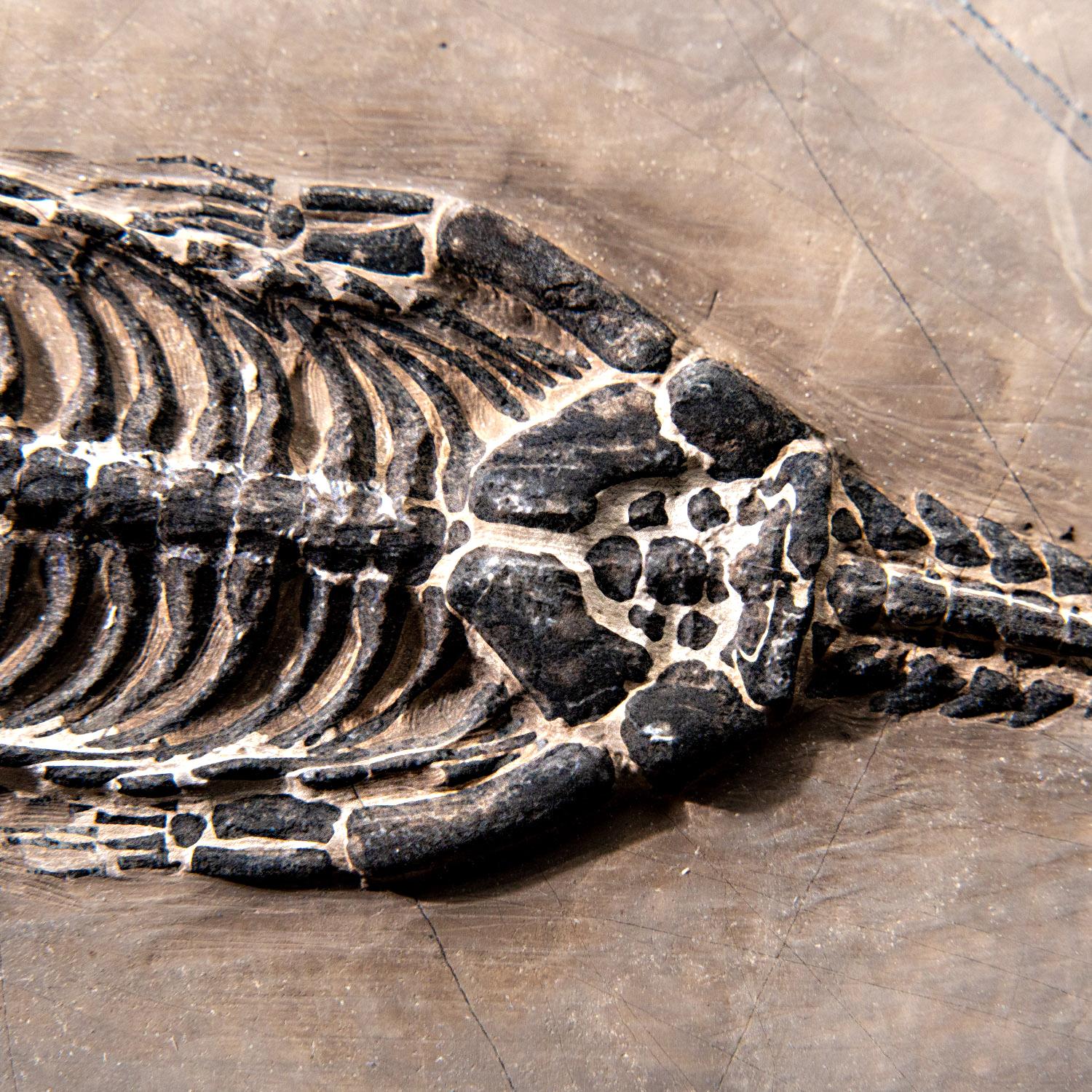 Véritable Keichousaurus fossilisé dans une Matrix (527.8 grammes) en vente 1