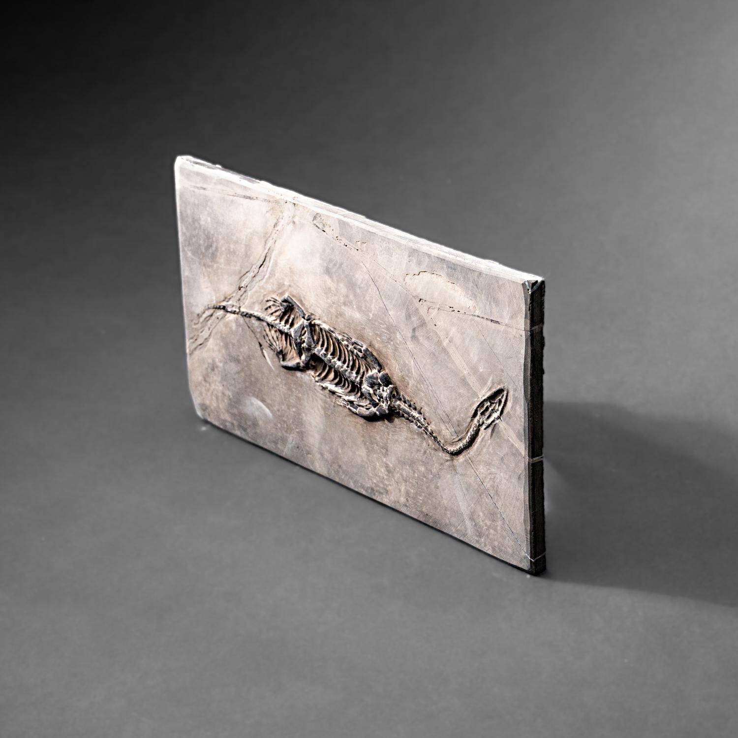 Véritable Keichousaurus fossilisé dans une Matrix (527.8 grammes) en vente 2