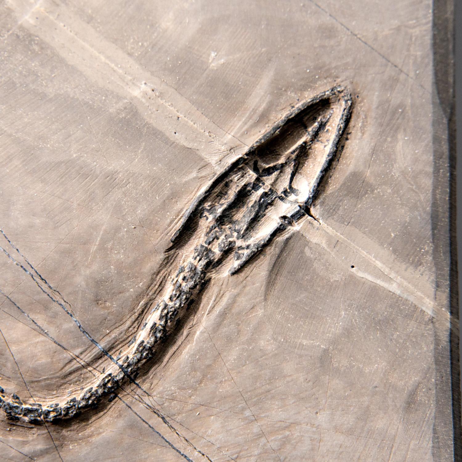 Véritable Keichousaurus fossilisé dans une Matrix (527.8 grammes) en vente 3