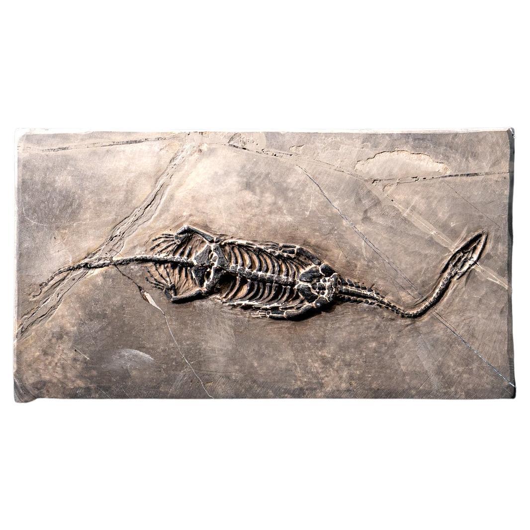 Véritable Keichousaurus fossilisé dans une Matrix (527.8 grammes)
