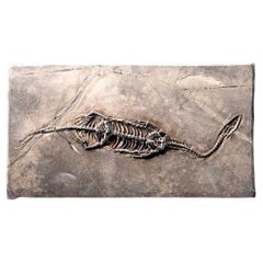 Véritable Keichousaurus fossilisé dans une Matrix (527.8 grammes)