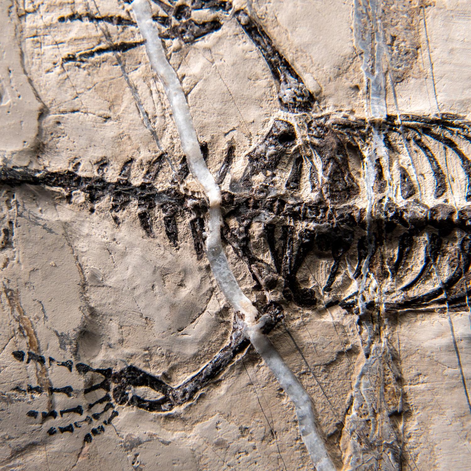 Véritable Keichousaurus fossilisé dans une Matrix (716.5 grammes) en vente 5