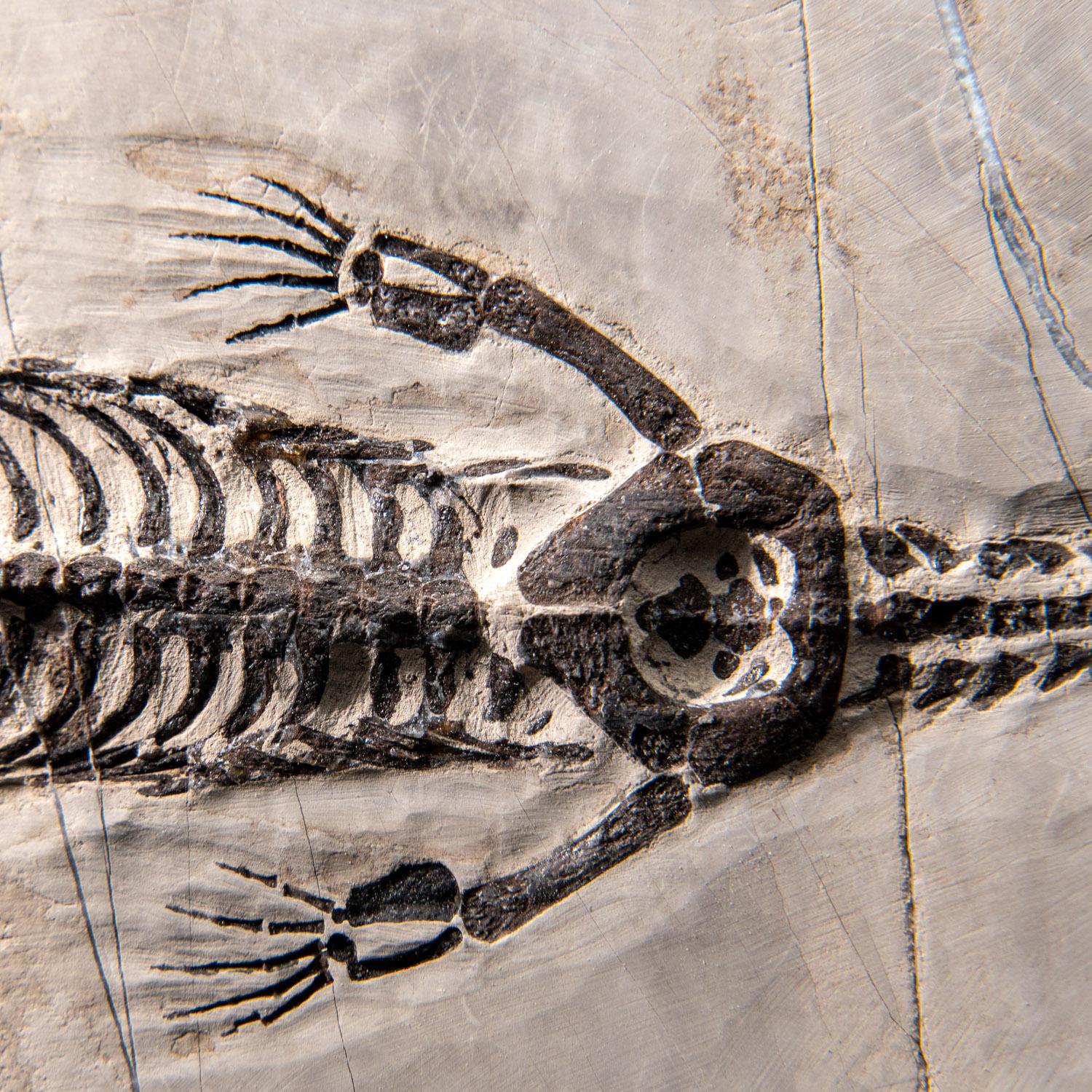 Véritable Keichousaurus fossilisé dans une Matrix (716.5 grammes) en vente 6