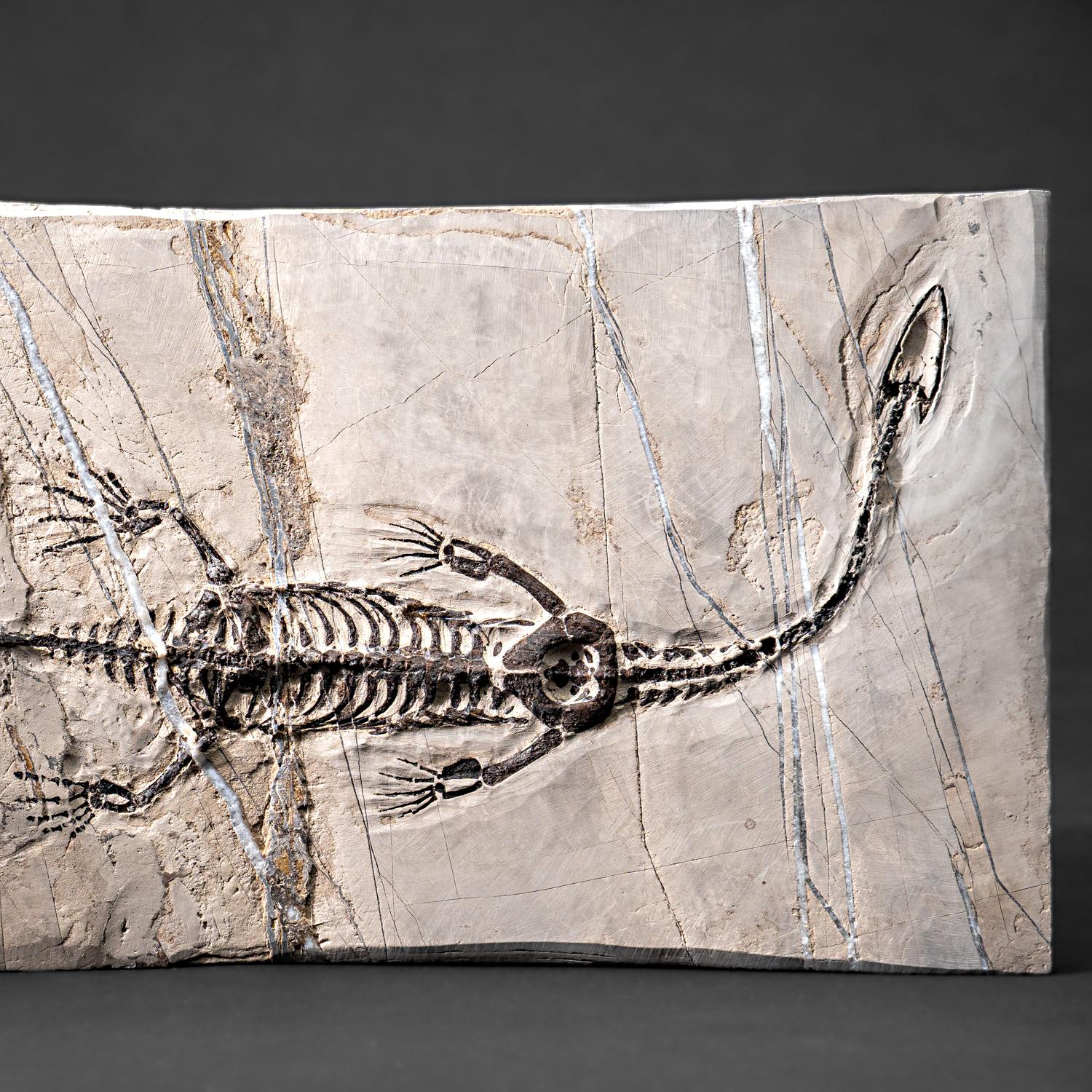 Il s'agit d'un bel exemple de reptile semi-aquatique du Trias de Chine connu sous le nom de Keichousaurus hui. Les Keichosaures appartenaient à la famille des Pachypleurisauridés et, à ce titre, étaient apparentés à leurs contemporains les