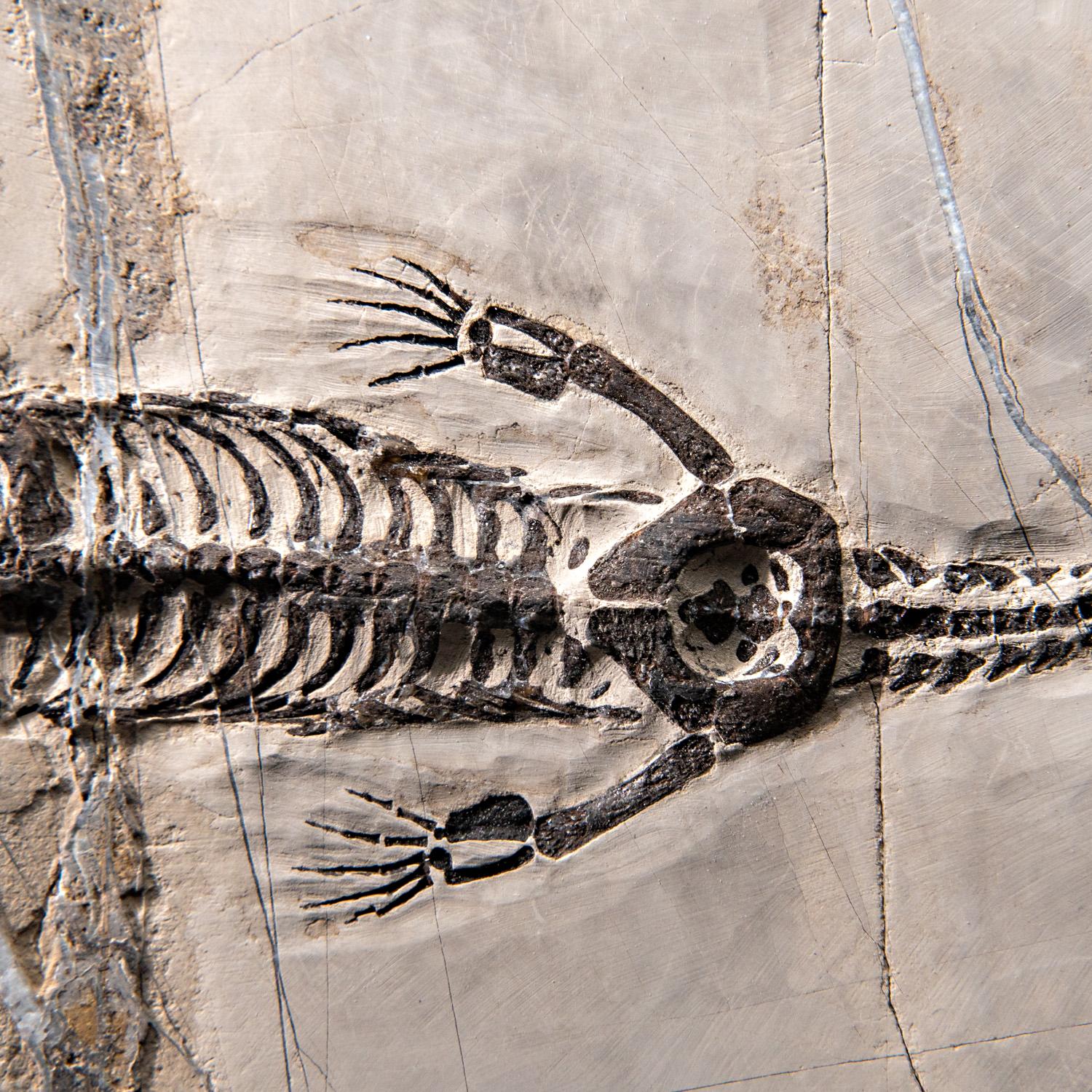 Véritable Keichousaurus fossilisé dans une Matrix (716.5 grammes) Excellent état - En vente à New York, NY