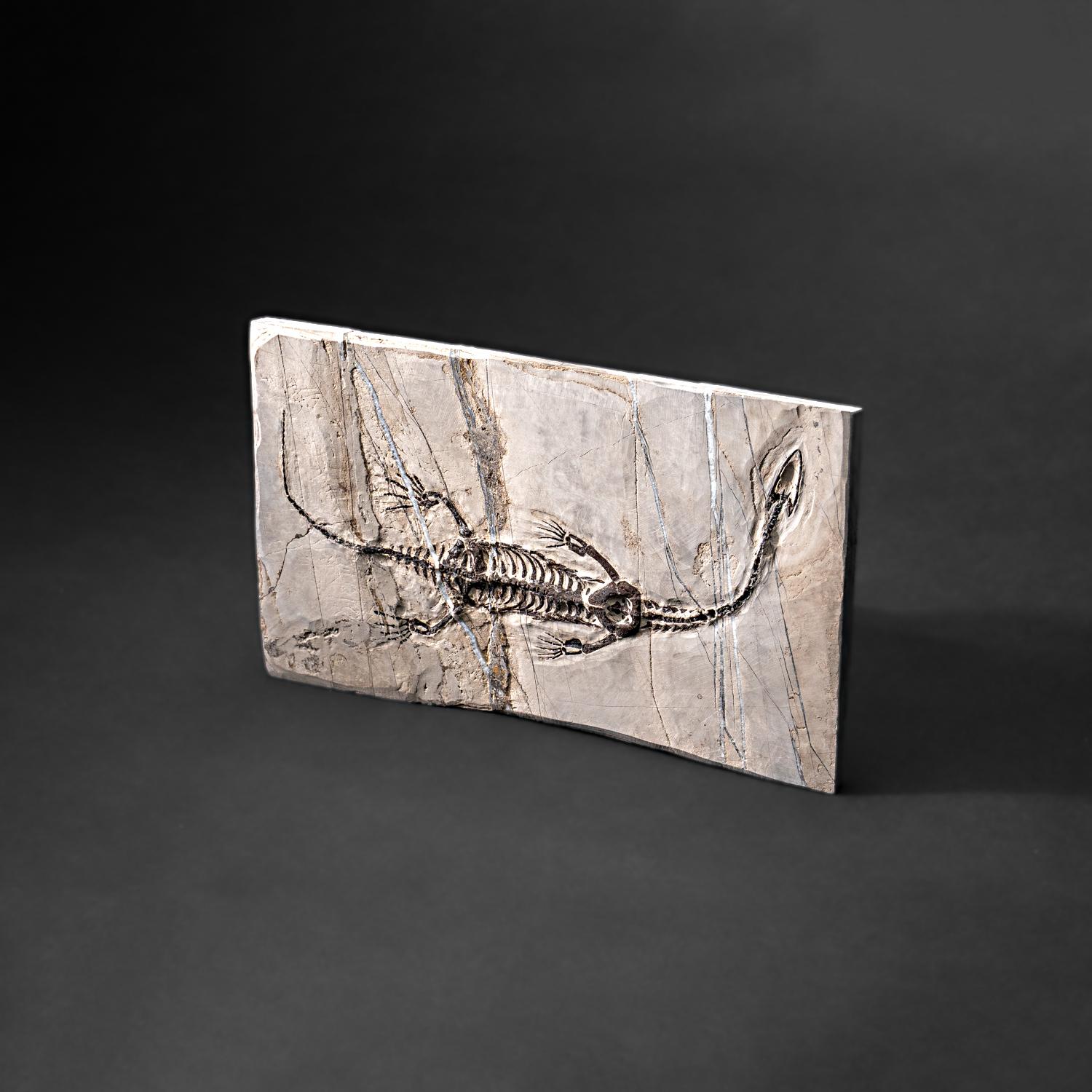 Véritable Keichousaurus fossilisé dans une Matrix (716.5 grammes) en vente 1