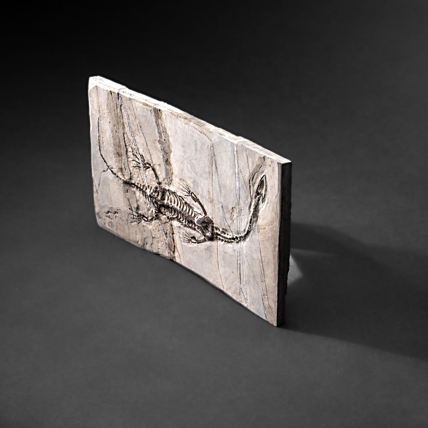 Véritable Keichousaurus fossilisé dans une Matrix (716.5 grammes) en vente 2
