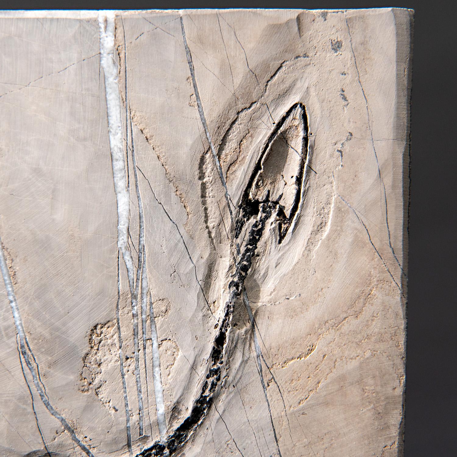 Véritable Keichousaurus fossilisé dans une Matrix (716.5 grammes) en vente 3