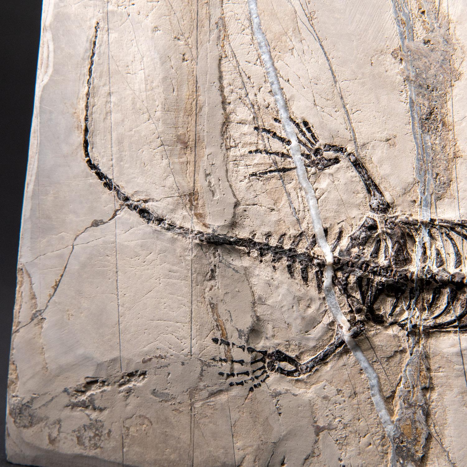 Véritable Keichousaurus fossilisé dans une Matrix (716.5 grammes) en vente 4