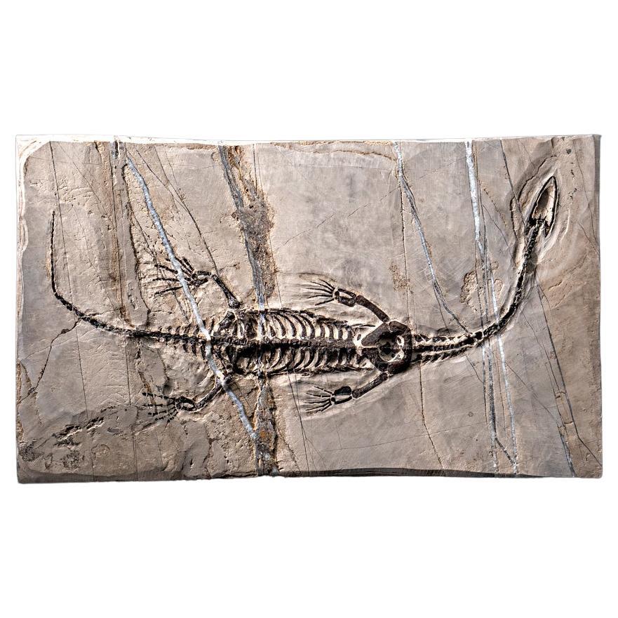 Véritable Keichousaurus fossilisé dans une Matrix (716.5 grammes)