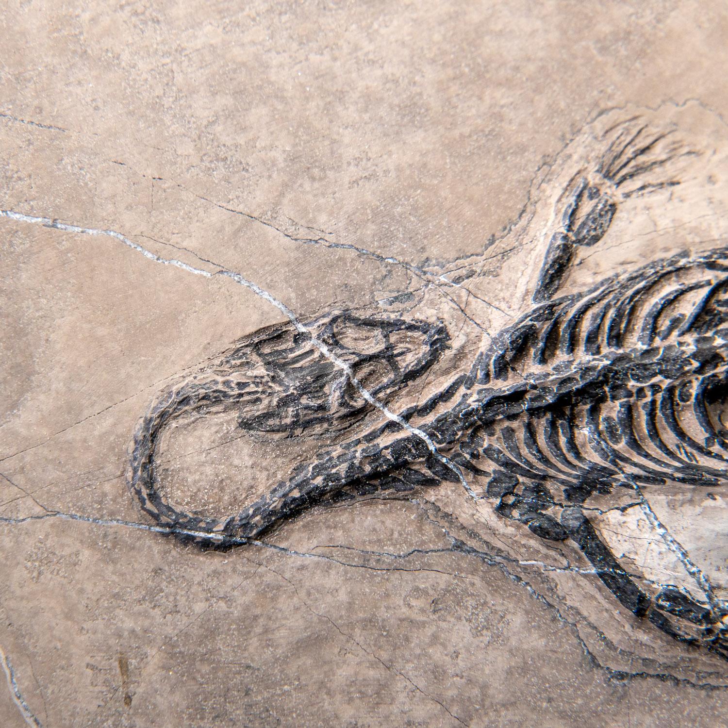 Véritable Keichousaurus fossilisé dans une Matrix (801.2 grammes) en vente 4