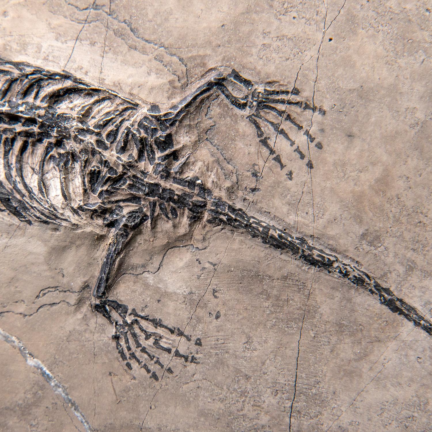 Véritable Keichousaurus fossilisé dans une Matrix (801.2 grammes) en vente 5