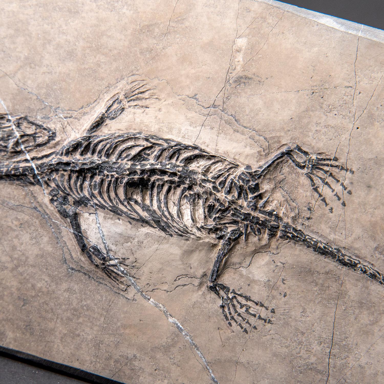 Véritable Keichousaurus fossilisé dans une Matrix (801.2 grammes) en vente 6