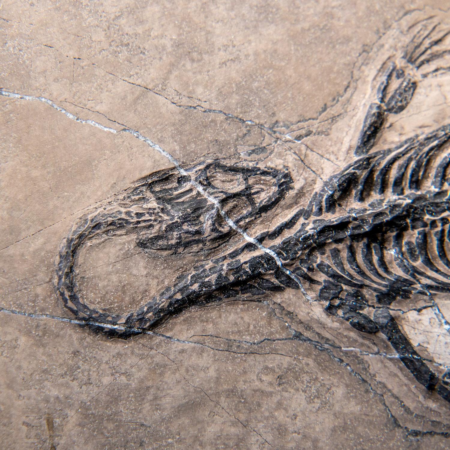 Il s'agit d'un bel exemple de reptile semi-aquatique du Trias de Chine connu sous le nom de Keichousaurus hui. Les Keichosaures appartenaient à la famille des Pachypleurisauridés et, à ce titre, étaient apparentés à leurs contemporains les