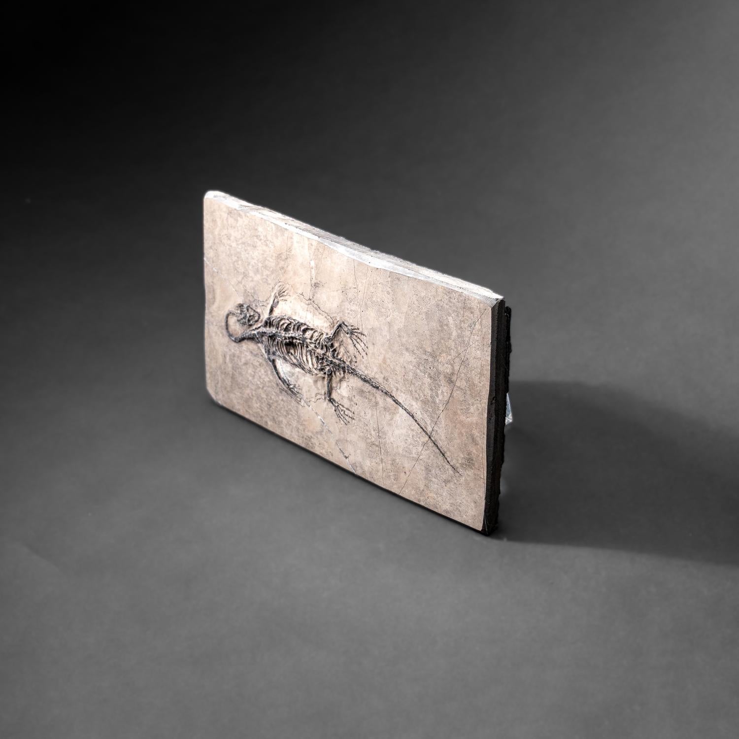Chinois Véritable Keichousaurus fossilisé dans une Matrix (801.2 grammes) en vente