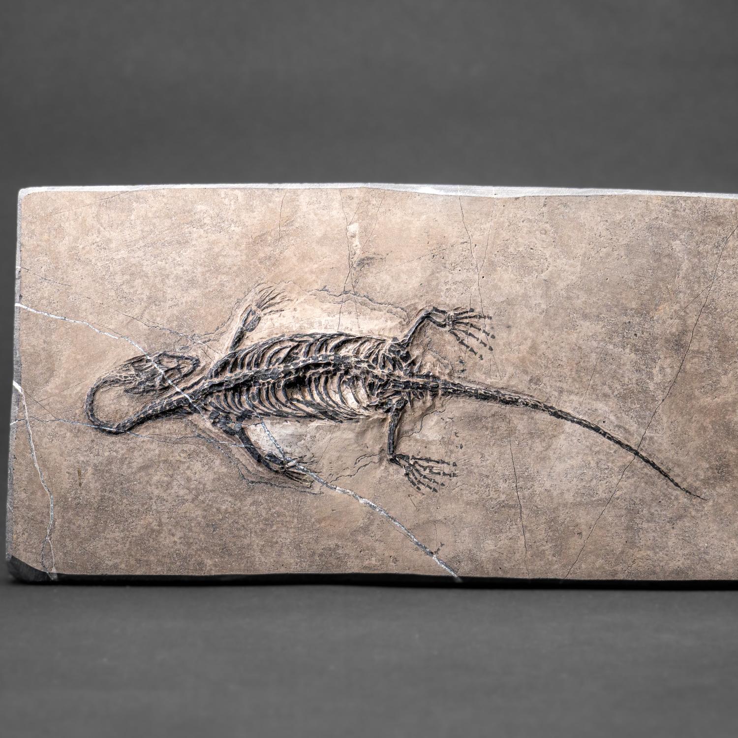 Véritable Keichousaurus fossilisé dans une Matrix (801.2 grammes) Excellent état - En vente à New York, NY